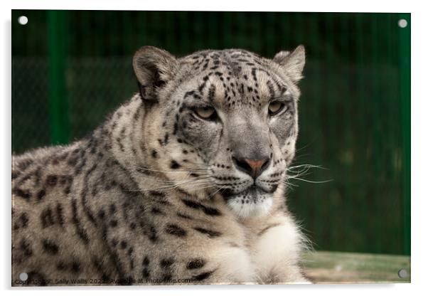 Snow Leopard or Ounce Acrylic by Sally Wallis