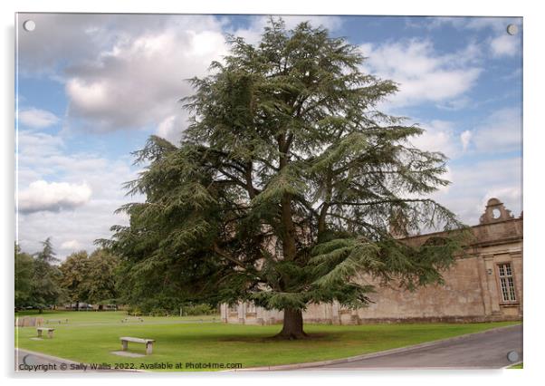 Longleat tree Acrylic by Sally Wallis