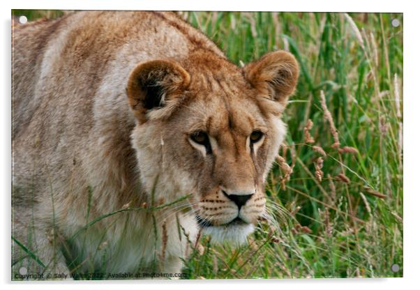 Lioness intent on prey ? Acrylic by Sally Wallis