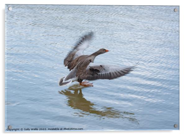 Greylag Goose landing Acrylic by Sally Wallis