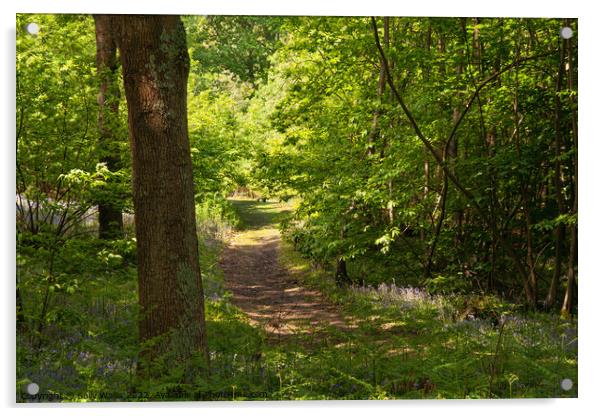 Woodland Walk Acrylic by Sally Wallis