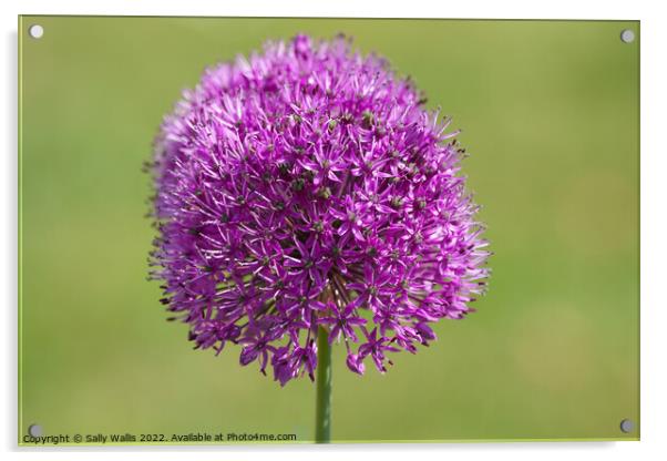 The head of a mauve Alium Acrylic by Sally Wallis