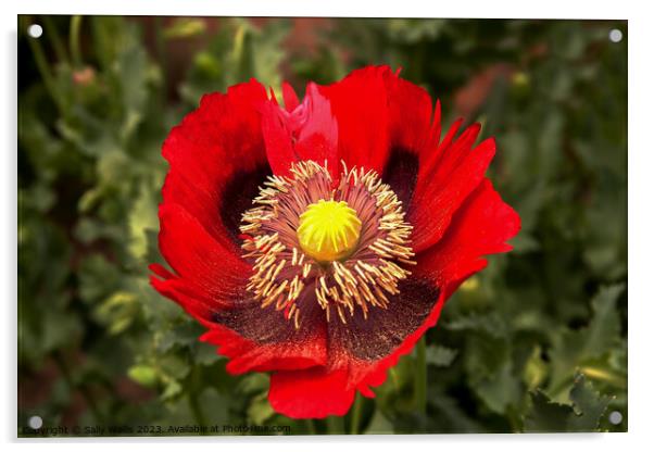 Red ragged poppy with pollen from its stamens sprinkled on the lower petals Acrylic by Sally Wallis