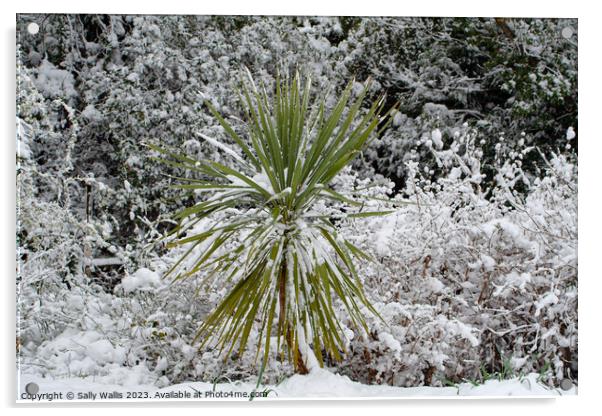 Cordyline plant in snow Acrylic by Sally Wallis
