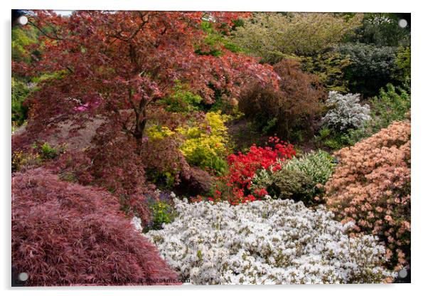 Acers and Azaleas Acrylic by Sally Wallis