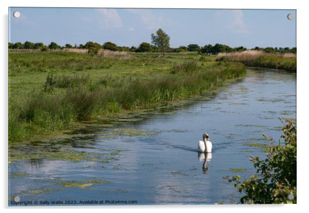 Swan on Pevensey Marsh Dyke Acrylic by Sally Wallis