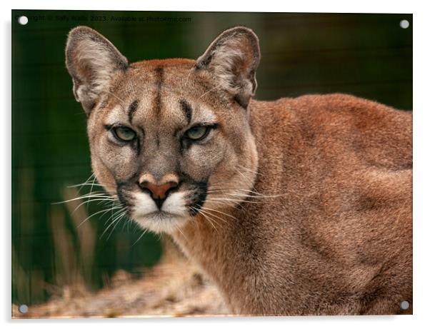 Puma, Cougar or Mountain Lion Acrylic by Sally Wallis