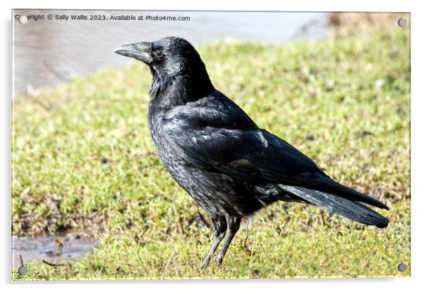 Black Crow Shiny Acrylic by Sally Wallis