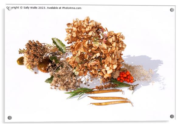 Collection of seed heads including hydrangea, bottle brush, sweet pea and datura Acrylic by Sally Wallis