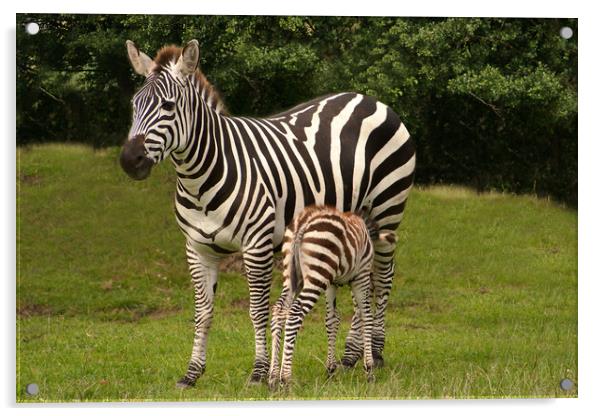 Mother & Baby Zebra Acrylic by Sally Wallis