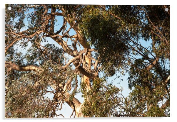 Close up of Gnarled Blue gum Acrylic by Sally Wallis