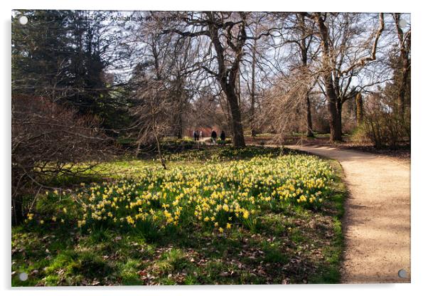 Path past daffodils Acrylic by Sally Wallis
