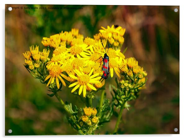 Cinnabar moth on ragwort Acrylic by Sally Wallis