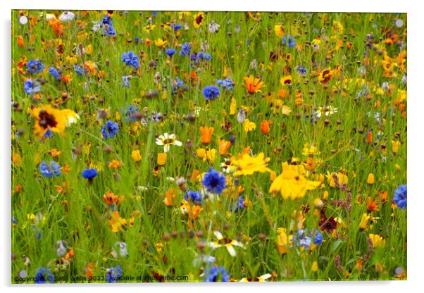 Wild Flowers in summer Acrylic by Sally Wallis