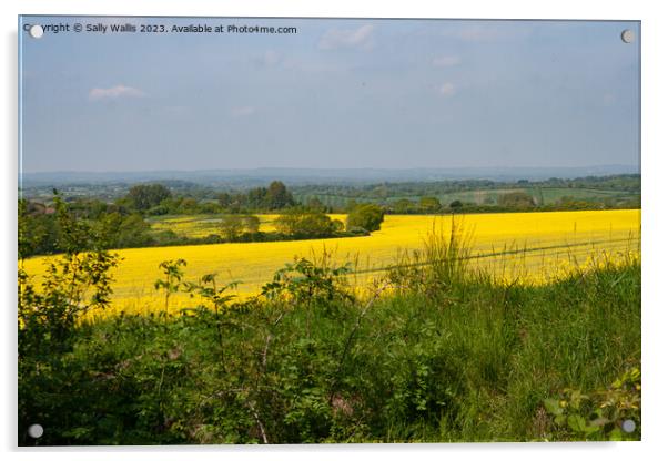 Rapeseed on South Downs Acrylic by Sally Wallis