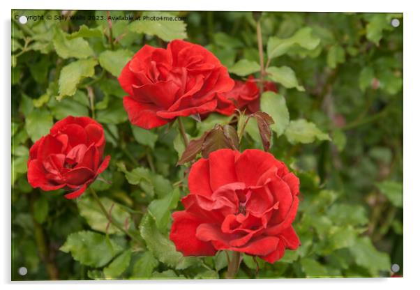 Three red roses Acrylic by Sally Wallis