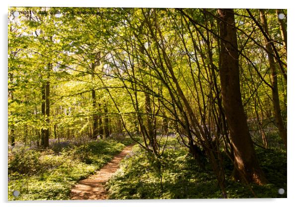 Woodland pathway Acrylic by Sally Wallis