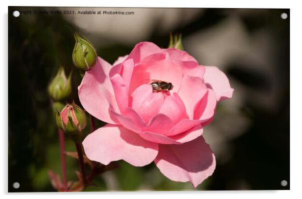 Bee On Rose Acrylic by Sally Wallis