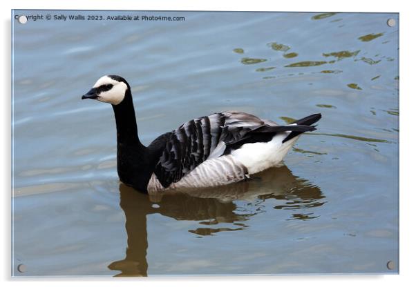 Barnacle goose picking up speed Acrylic by Sally Wallis