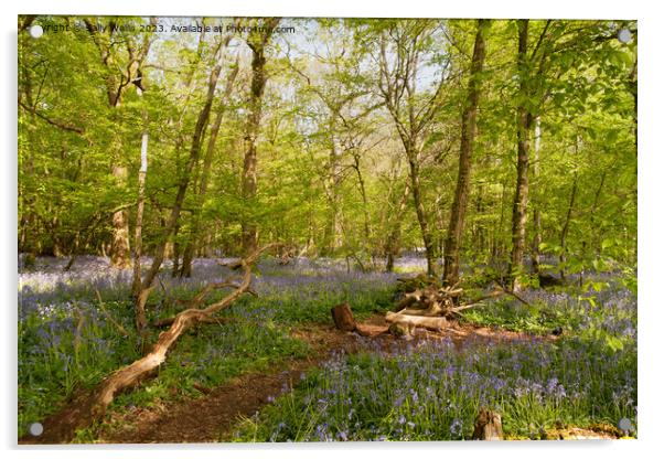 Sussex Bluebell woods Acrylic by Sally Wallis
