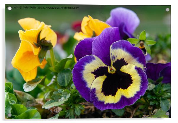 Blue Pansy with black centre Acrylic by Sally Wallis