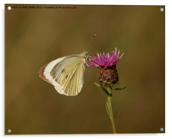 Cabbage White on Knapweed Acrylic by Sally Wallis