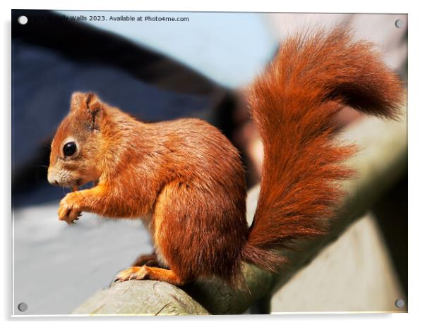 Red squirrel with bushy tail Acrylic by Sally Wallis