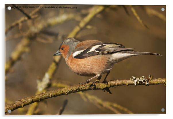 male chaffinch about to take off from a twig Acrylic by Sally Wallis