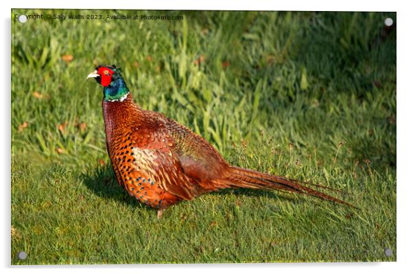 Cock Pheasant Acrylic by Sally Wallis