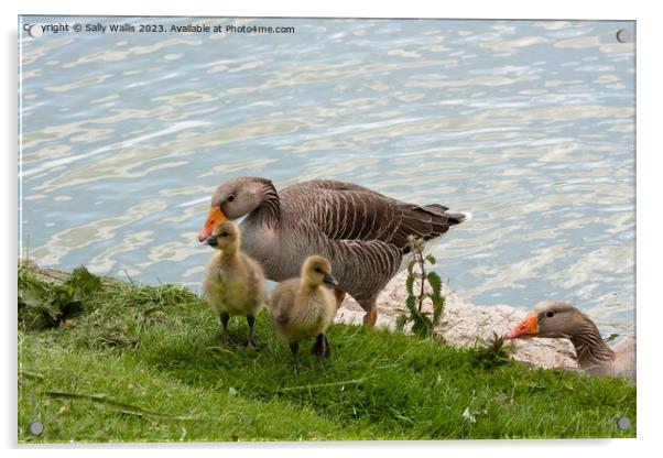 Greylag Goose Family Acrylic by Sally Wallis