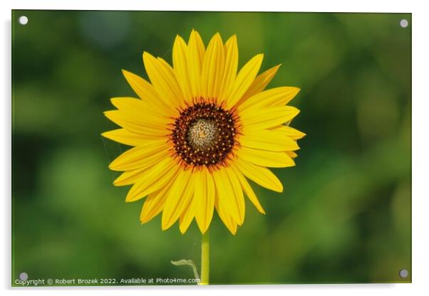 Kansas Wild Sunflower closeup with green backgroun Acrylic by Robert Brozek