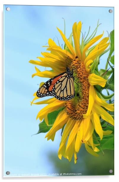 A Monarch Butterfly closeup on a Kansas Sunflower  Acrylic by Robert Brozek