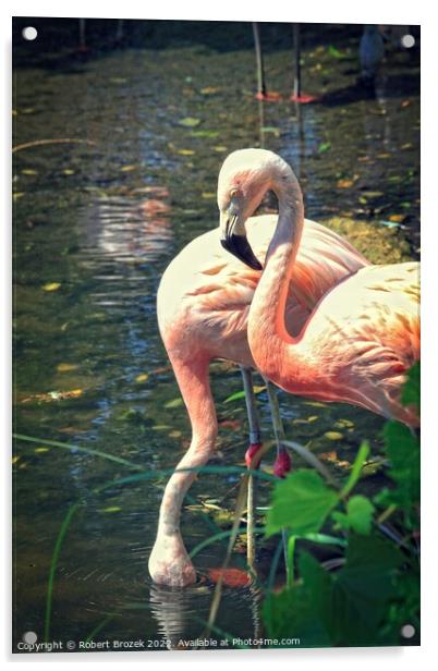 Flamingos in a pond with water Acrylic by Robert Brozek