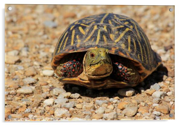Box Shell Turtle on a sand road Acrylic by Robert Brozek