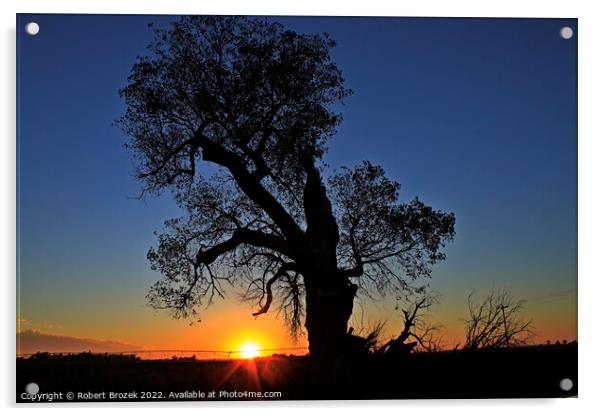 Kansas Sunset with a tree silhouette Acrylic by Robert Brozek