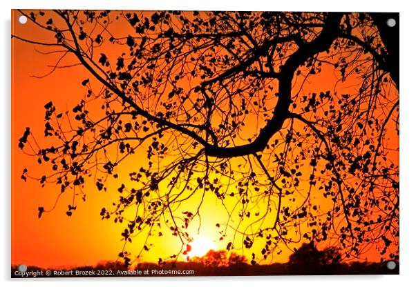 Tree limb silhouette at sunset Acrylic by Robert Brozek