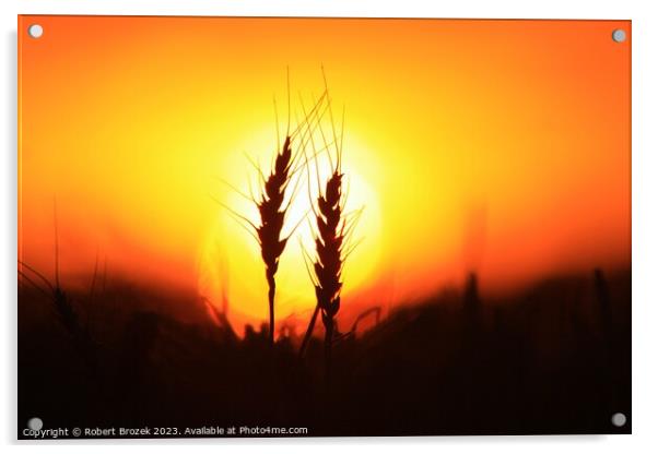 Wheat silhouette at Sunset Acrylic by Robert Brozek