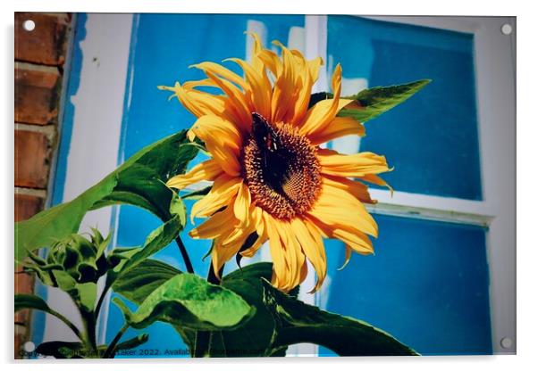 Sunflower with butterfly  Acrylic by Abbigail Whittaker