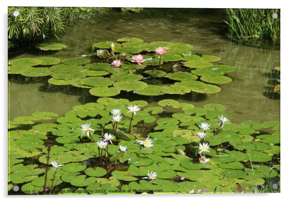 Water Lily Flowers Acrylic by Aura9 Design Photography