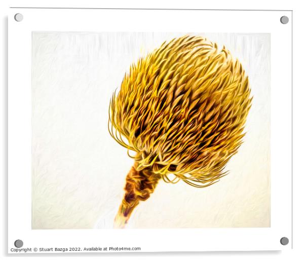 Single Protea Acrylic by Stuart Bazga