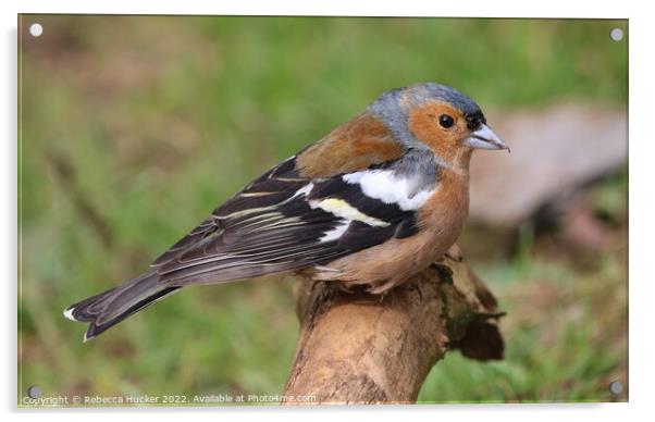 Male Chaffinch on a branch Acrylic by Rebecca Hucker