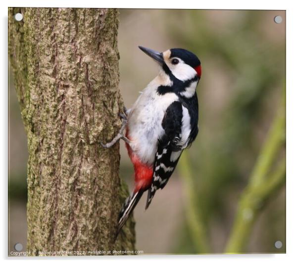 Great Spotted Woodpecker Acrylic by Rebecca Hucker