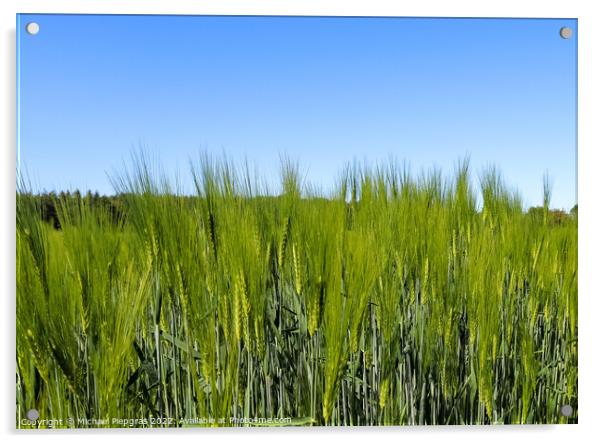 Summer view on agricultural crop and wheat fields ready for harv Acrylic by Michael Piepgras