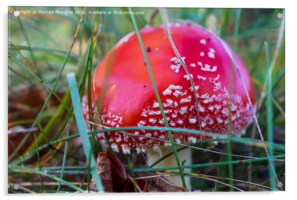 Red poisonous mushroom Amanita muscaria known as the fly agaric  Acrylic by Michael Piepgras