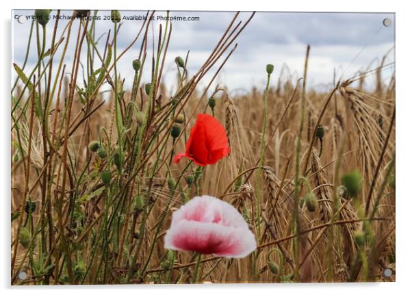 Beautiful red poppy flowers papaver rhoeas in a golden wheat fie Acrylic by Michael Piepgras