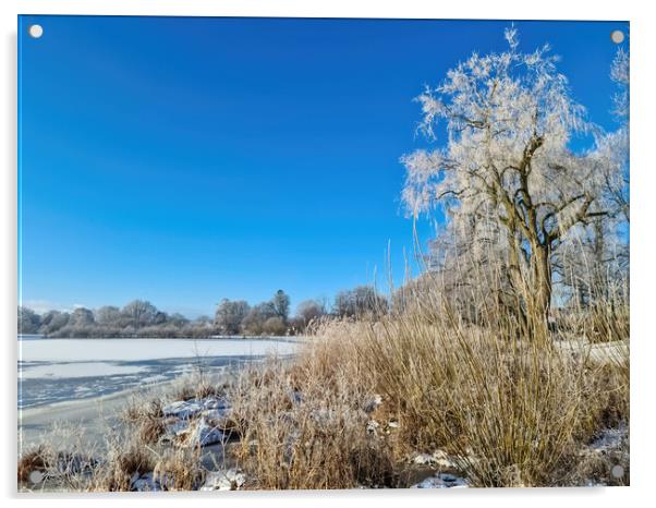 A snow covered frozen lake with icy reeds in the sunshine in the Acrylic by Michael Piepgras