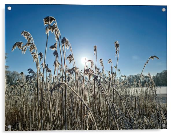 A snow covered frozen lake with icy reeds in the sunshine in the Acrylic by Michael Piepgras