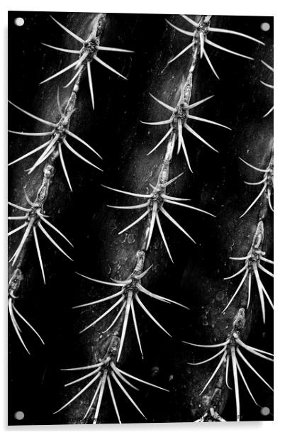 Monochrome Cactus Spines Acrylic by Christopher Lawrence Mrs Lawrence