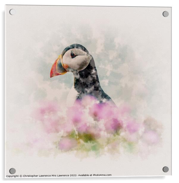 Puffin among Sea Thrift Acrylic by Christopher Lawrence Mrs Lawrence