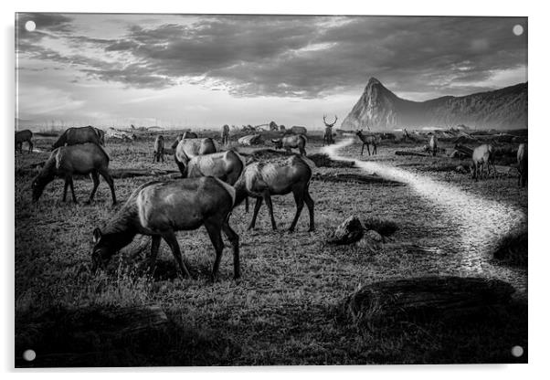 Elk herd at Sharp Point Acrylic by Sam Norris